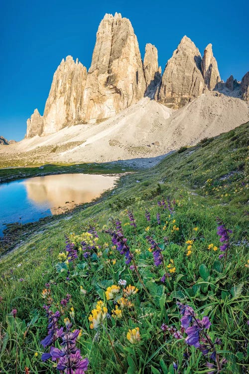 Alpine Wildflowers Beneath Tre Cime Di Lavaredo, Sexten Dolomites, Italy