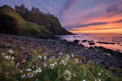 Evening Ox-Eye Daisies Beneath Dunluce Castle, Causeway Coast, County Antrim, Northern Ireland by Gareth McCormack framed wall art