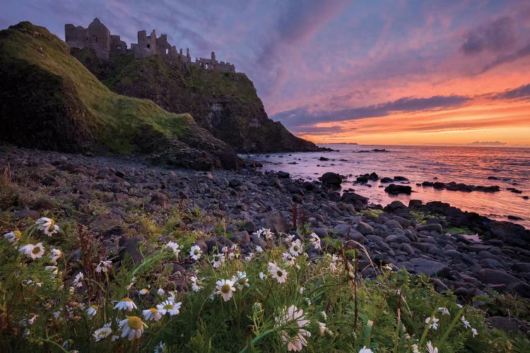 Evening Ox-Eye Daisies Beneath Dunluce Castle, Causeway Coast, County Antrim, Northern Ireland