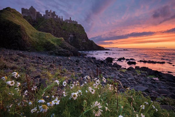 Northern Ireland: Evening Ox-Eye Daisies Beneath Dunluce Castle, Causeway Coast, County Antrim, Northern Ireland by Gareth McCormack
