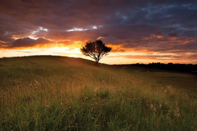Lone Tree At Sunset, County Mayo, Ireland by Gareth McCormack metal wall art