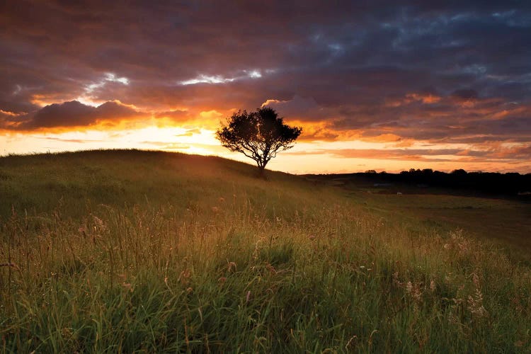 Lone Tree At Sunset, County Mayo, Ireland