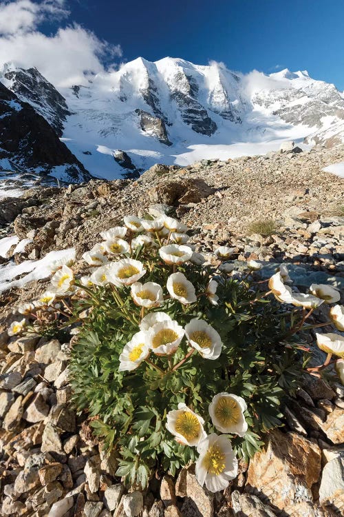 Mountain Aven Beneath Piz Palu I, Berniner Alps, Graubunden, Switzerland