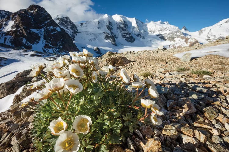 Mountain Aven Beneath Piz Palu II, Berniner Alps, Graubunden, Switzerland