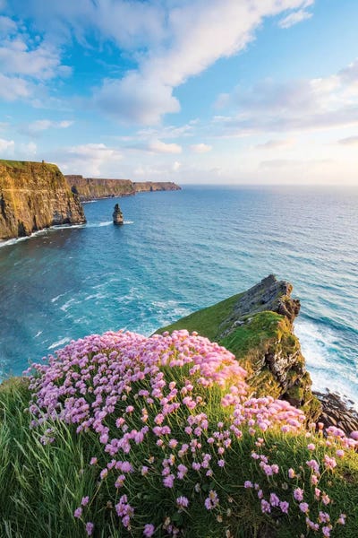 Thrift On The Edge I, Cliffs Of Moher, County Clare, Ireland by Gareth McCormack canvas print