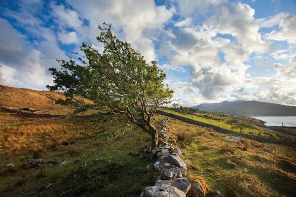 Galway: Wind-Bent Hawthorn On A Hillside Above Killary Harbour I, Connemara , County Galway, Ireland by Gareth McCormack