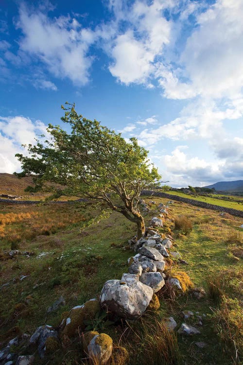 Wind-Bent Hawthorn On A Hillside II Above Killary Harbour , Connemara , County Galway, Ireland
