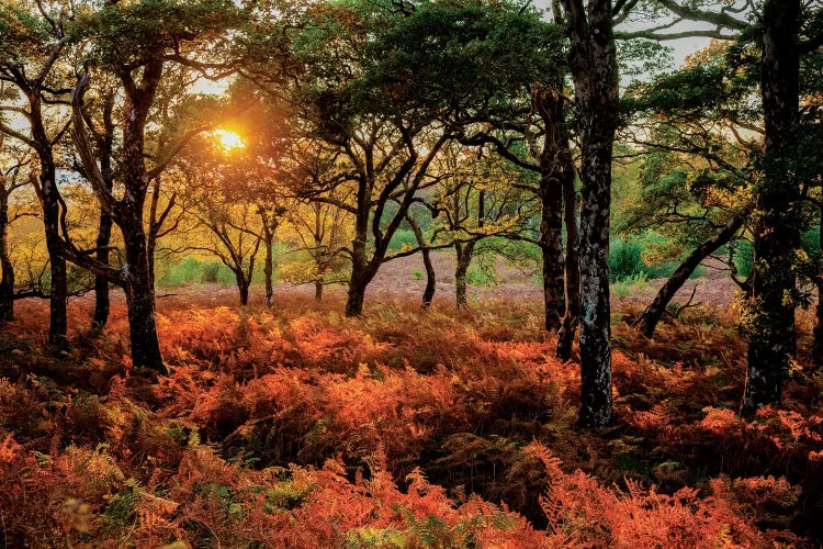 Autumn Evening Landscape, County Mayo, Connacht Province, Republic Of Ireland