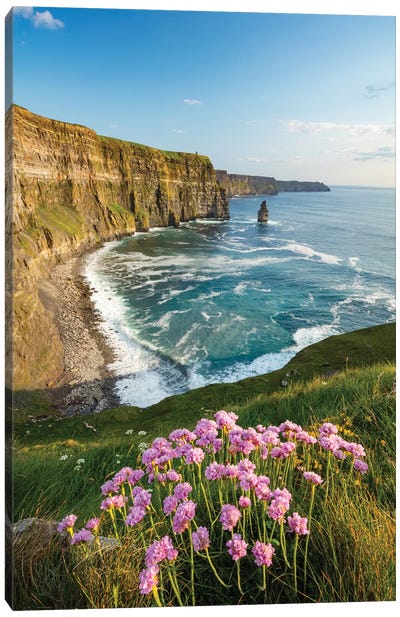 Thrift On The Cliffs Of Moher I Canvas Art Print - Cliffs of Moher