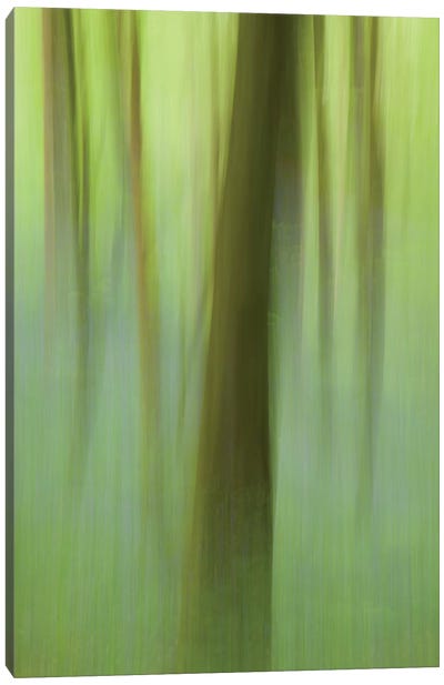 Bluebell Woodland I Canvas Art Print - Celery