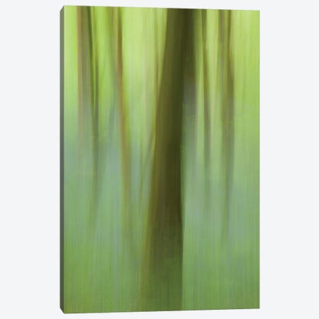 Bluebell Woodland I Canvas Print #GAR208} by Gareth McCormack Canvas Print