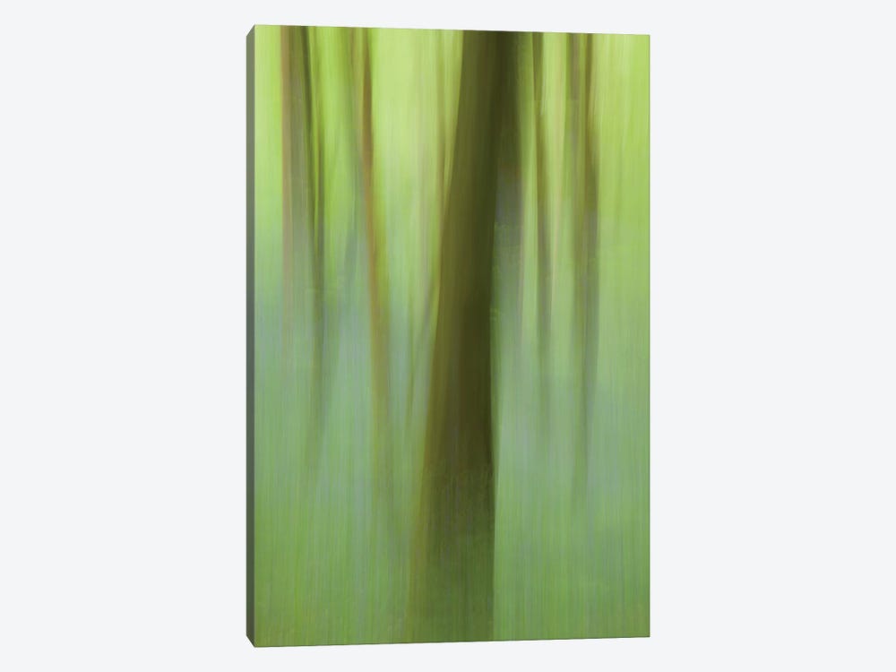 Bluebell Woodland I by Gareth McCormack 1-piece Canvas Art Print