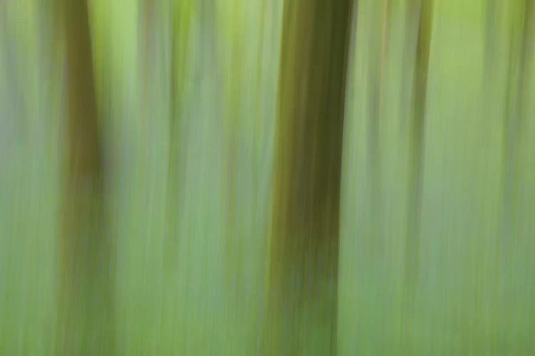 Bluebell Woodland II by Gareth McCormack wall art