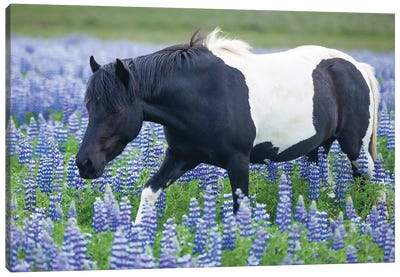 Icelandic Pony And Lupins Canvas Art Print - Iceland Art