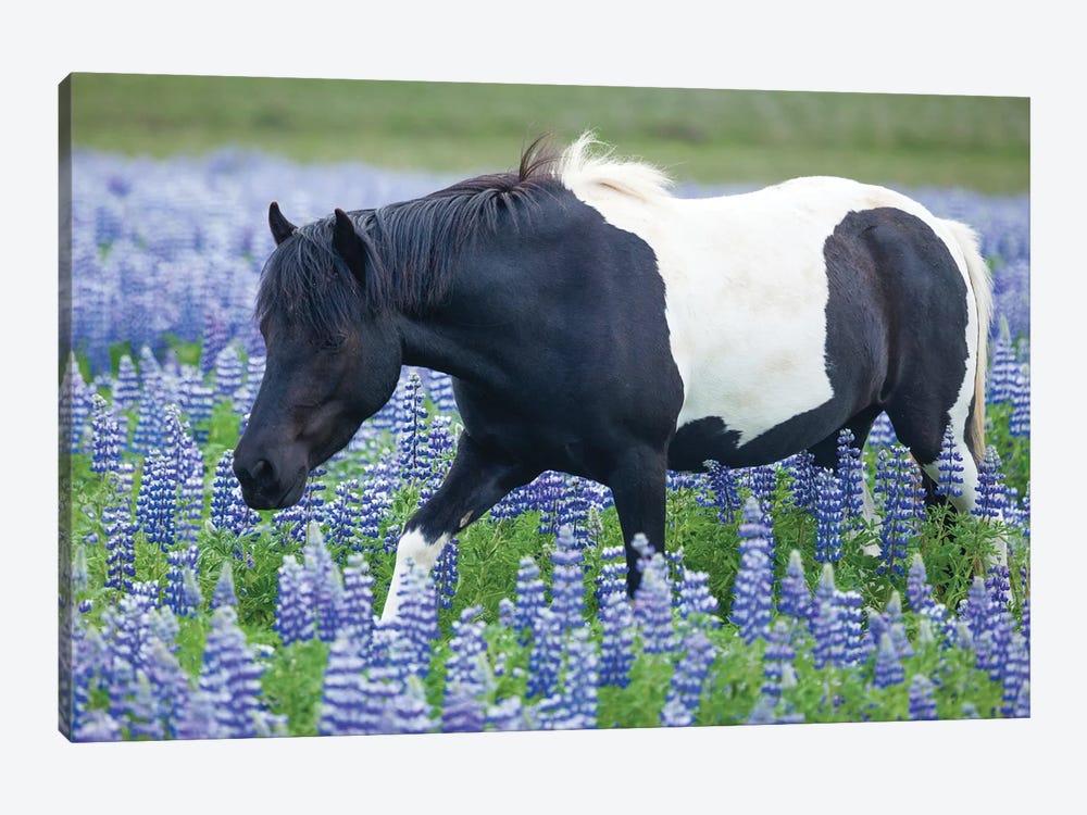 Icelandic Pony And Lupins by Gareth McCormack 1-piece Canvas Artwork