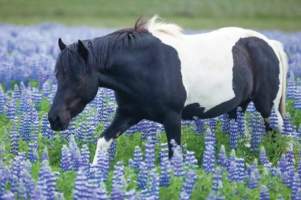 Iceland: Icelandic Pony And Lupins by Gareth McCormack