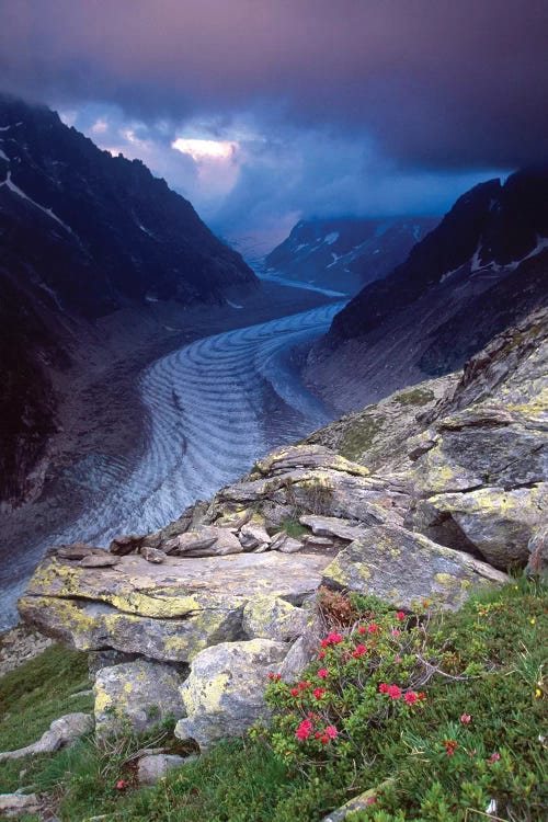 Mer de Glace and Alpenrose by Gareth McCormack wall art