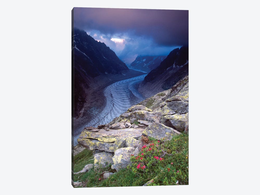 Mer de Glace and Alpenrose by Gareth McCormack 1-piece Canvas Print