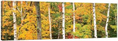 Autumn Forest Landscape, White Mountains, New Hampshire, USA Canvas Art Print - Aspen and Birch Trees