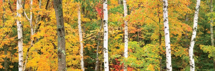 Autumn Forest Landscape, White Mountains, New Hampshire, USA