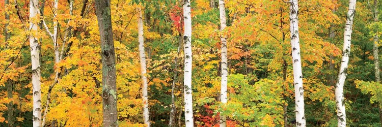 Autumn Forest Landscape, White Mountains, New Hampshire, USA by Gareth McCormack wall art