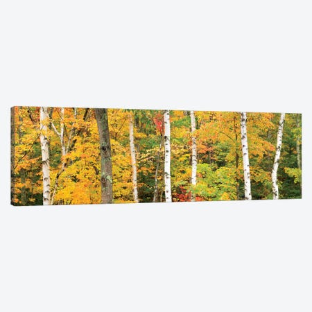 Autumn Forest Landscape, White Mountains, New Hampshire, USA Canvas Print #GAR3} by Gareth McCormack Canvas Wall Art
