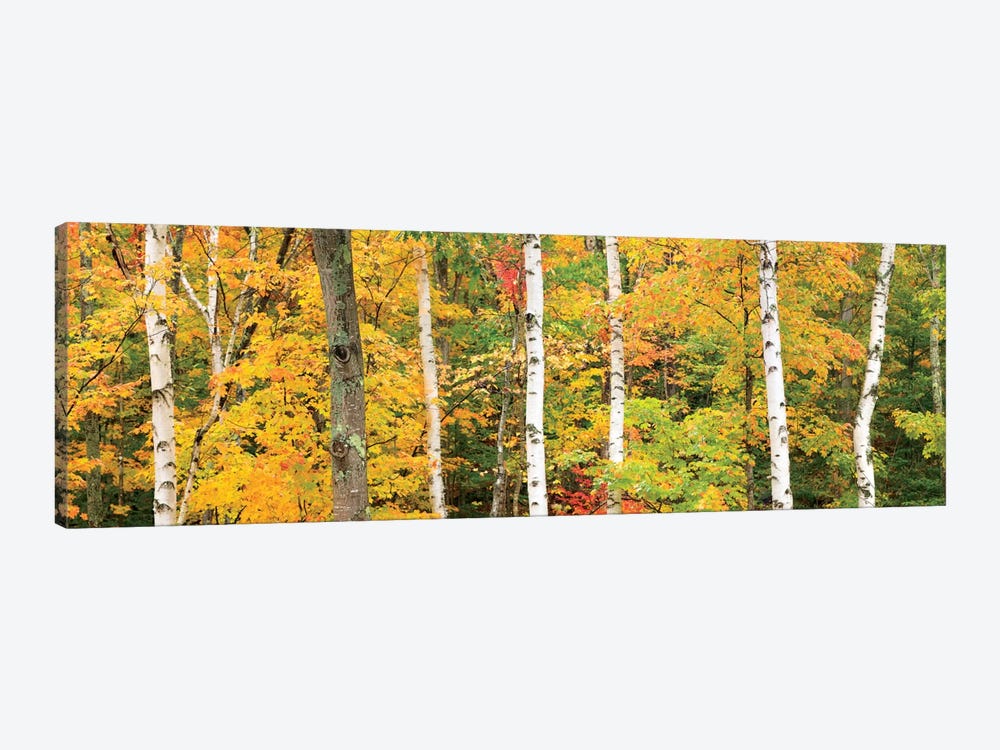 Autumn Forest Landscape, White Mountains, New Hampshire, USA 1-piece Art Print