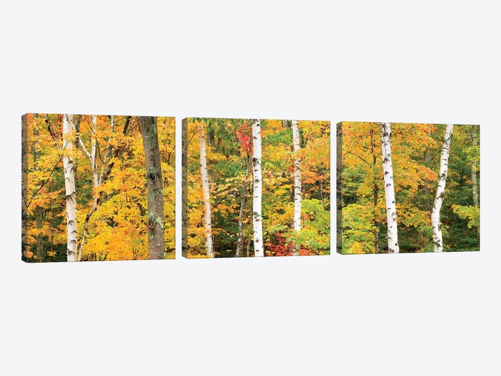 Autumn Forest Landscape, White Mountains, New Hampshire, USA 3-piece Art Print