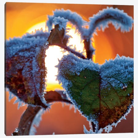 Frosted Leaves At Sunset, County Sligo, Connacht Province, Republic Of Ireland Canvas Print #GAR45} by Gareth McCormack Canvas Print