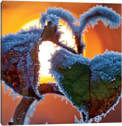 Frosted Leaves At Sunset, County Sligo, Connacht Province, Republic Of Ireland Canvas Art Print - Macro Photography