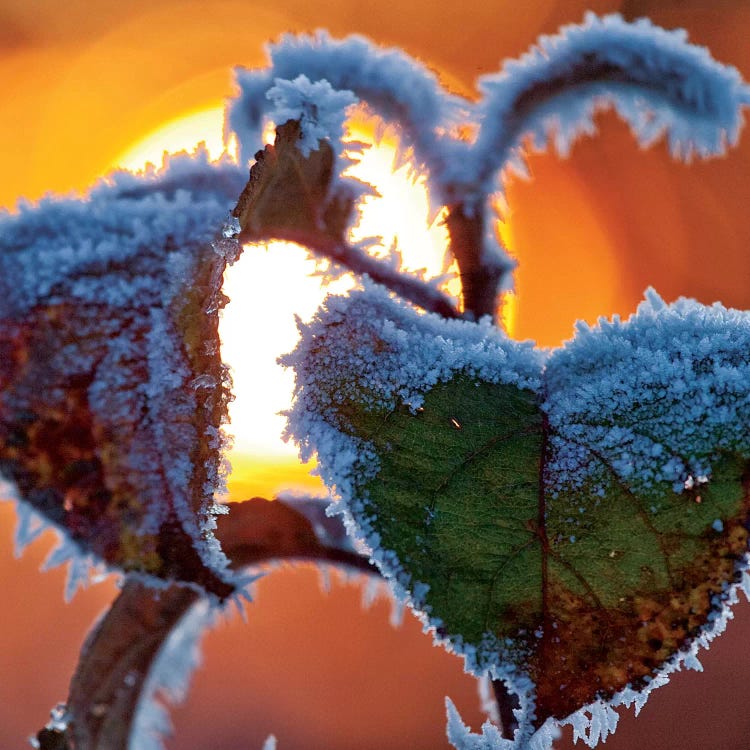 Frosted Leaves At Sunset, County Sligo, Connacht Province, Republic Of Ireland