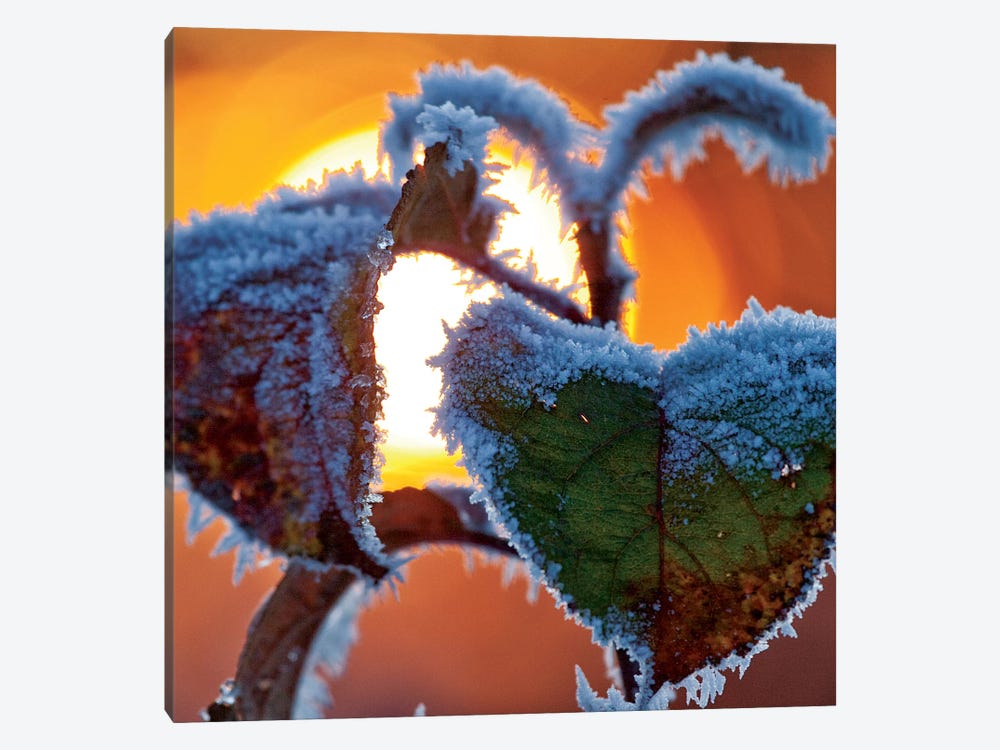Frosted Leaves At Sunset, County Sligo, Connacht Province, Republic Of Ireland by Gareth McCormack 1-piece Canvas Artwork