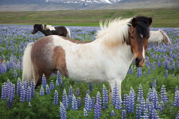 Icelandic Horses In A Meadow Of Nootka Lupines, Varmahlid, Skagafjordur, Nordurland Vestra, Iceland