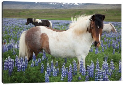 Icelandic Horses In A Meadow Of Nootka Lupines, Varmahlid, Skagafjordur, Nordurland Vestra, Iceland Canvas Art Print - Lupines