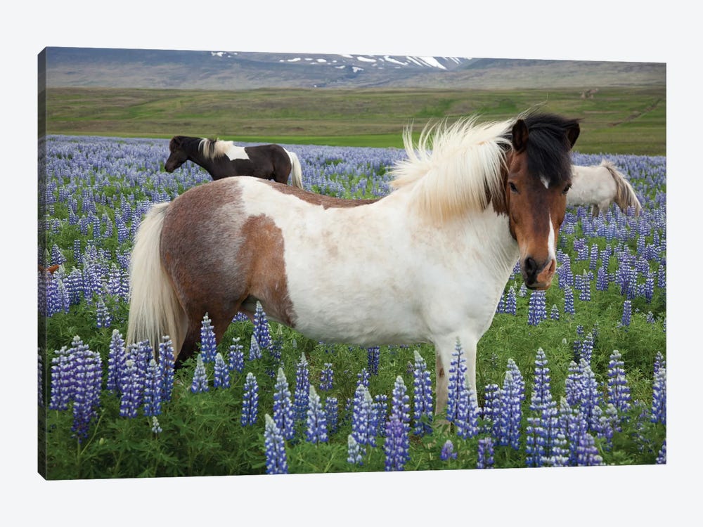 Icelandic Horses In A Meadow Of Nootka Lupines, Varmahlid, Skagafjordur, Nordurland Vestra, Iceland by Gareth McCormack 1-piece Canvas Art