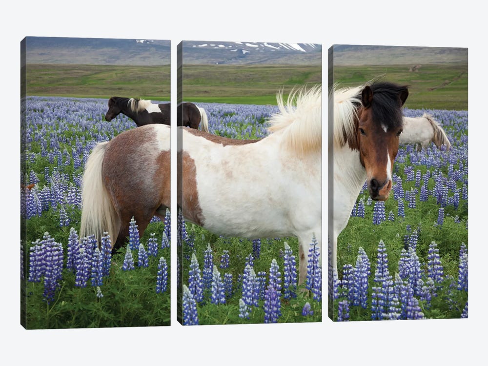 Icelandic Horses In A Meadow Of Nootka Lupines, Varmahlid, Skagafjordur, Nordurland Vestra, Iceland by Gareth McCormack 3-piece Canvas Wall Art