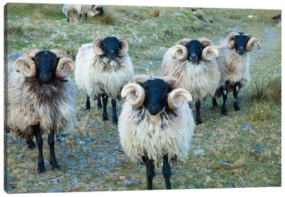 Mayo Blackface Rams, Erriff Valley, County Mayo, Connacht Province, Republic Of Ireland Canvas Art Print - Sheep Art