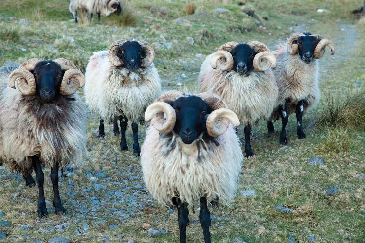 Mayo Blackface Rams, Erriff Valley, County Mayo, Connacht Province, Republic Of Ireland