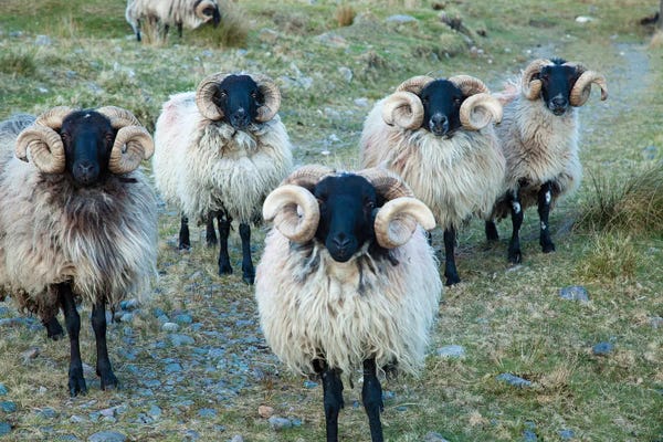 Sheep: Mayo Blackface Rams, Erriff Valley, County Mayo, Connacht Province, Republic Of Ireland by Gareth McCormack