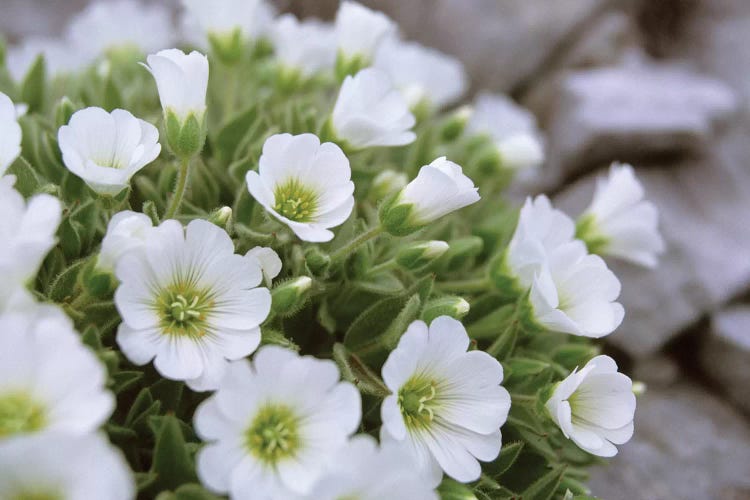 Mountain Avens, Central Eastern Alps, Austria