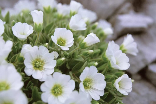 Austria: Mountain Avens, Central Eastern Alps, Austria by Gareth McCormack