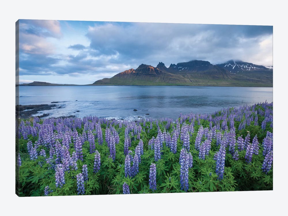 Nootka Lupines I, Stodvarfjordur Fjord, Austurland, Iceland by Gareth McCormack 1-piece Canvas Print