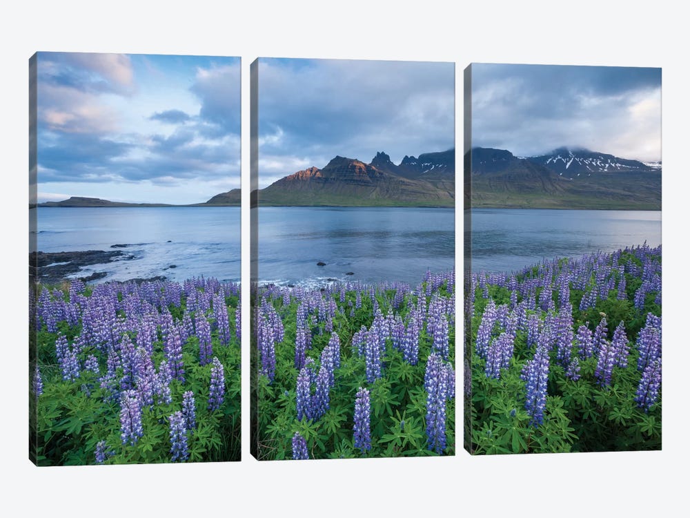 Nootka Lupines I, Stodvarfjordur Fjord, Austurland, Iceland by Gareth McCormack 3-piece Canvas Art Print