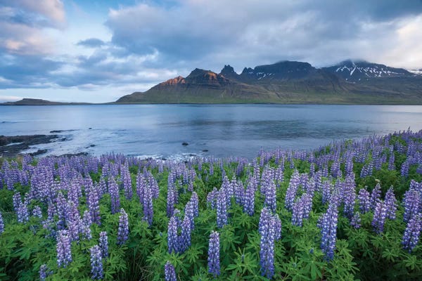 Gareth McCormack: Nootka Lupines I, Stodvarfjordur Fjord, Austurland, Iceland by Gareth McCormack