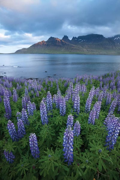 Nootka Lupines II, Stodvarfjordur Fjord, Austurland, Iceland by Gareth McCormack multi panel art