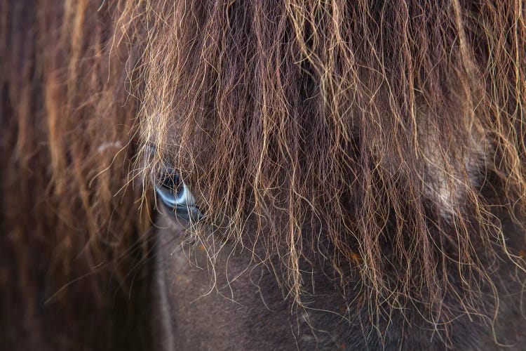 Blue-eyed Icelandic Horse, Varmahlid, Skagafjordur, Nordurland Vestra, Iceland