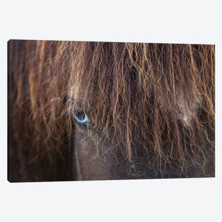 Blue-eyed Icelandic Horse, Varmahlid, Skagafjordur, Nordurland Vestra, Iceland Canvas Print #GAR7} by Gareth McCormack Canvas Print