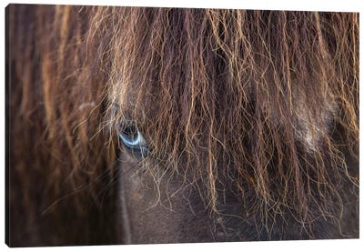 Blue-eyed Icelandic Horse, Varmahlid, Skagafjordur, Nordurland Vestra, Iceland Canvas Art Print - Gareth McCormack