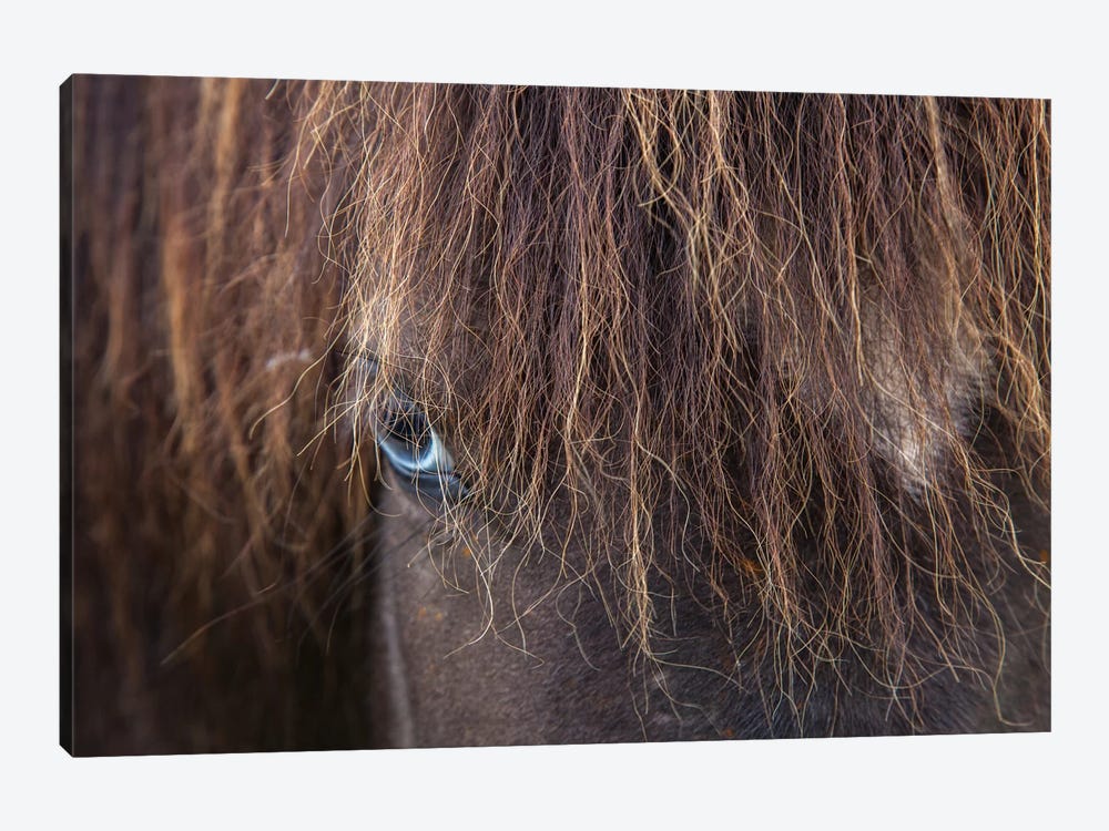 Blue-eyed Icelandic Horse, Varmahlid, Skagafjordur, Nordurland Vestra, Iceland by Gareth McCormack 1-piece Art Print