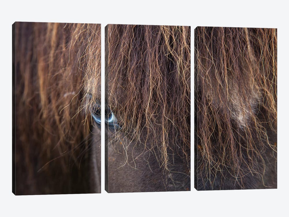 Blue-eyed Icelandic Horse, Varmahlid, Skagafjordur, Nordurland Vestra, Iceland by Gareth McCormack 3-piece Art Print